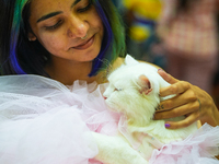 Felines and their friends gather, and around nine exotic breeds of house cats participated in the Championship, the event was held by the Fe...