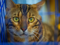 Felines and their friends gather, and around nine exotic breeds of house cats participated in the Championship, the event was held by the Fe...