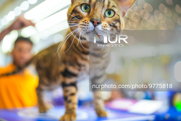 Felines and their friends gather, and around nine exotic breeds of house cats participated in the Championship, the event was held by the Fe...