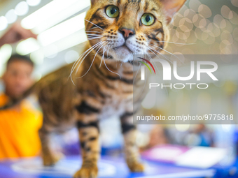 Felines and their friends gather, and around nine exotic breeds of house cats participated in the Championship, the event was held by the Fe...