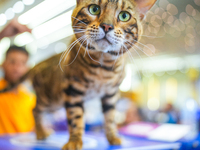 Felines and their friends gather, and around nine exotic breeds of house cats participated in the Championship, the event was held by the Fe...