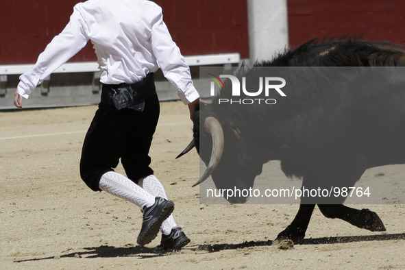 A ''recortador'' touches a bull's head during a bullfight in Madrid, Spain, Friday, May 2, 2014. 'Recortadores' is a bloodless type of bullf...