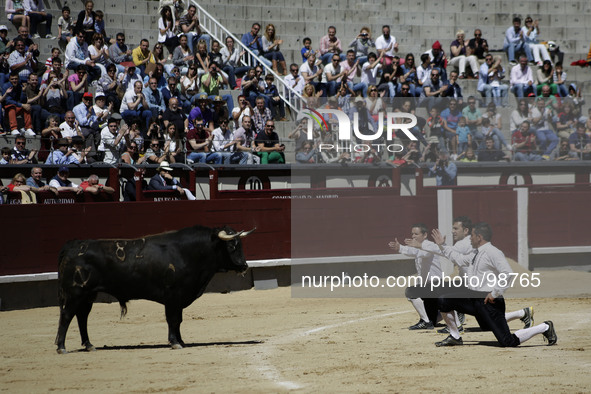 "Recortadores" salute a bull during a bullfight in Madrid, Spain, Friday, May 2, 2014. 'Recortadores' is a bloodless type of bullfighting wh...